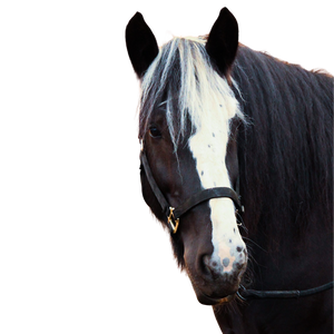 A black horse head with a white blaze and partial white forelock with a black halter.